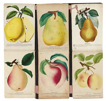 (BOTANICAL--HORTICULTURAL--CATALOG.) Vredenburg & Co. Travelling salesmans catalog of fruit, flowers, and trees.